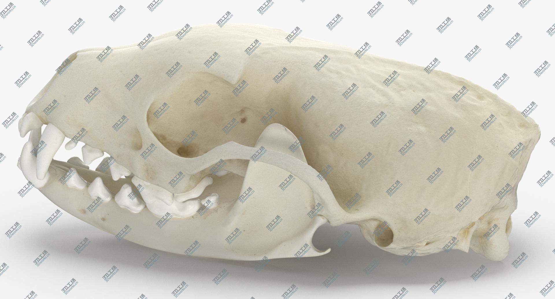 images/goods_img/202104091/White Breasted Marten Skull and Jaw 01 model/4.jpg